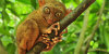 The Endangered Tarsier