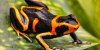 Poison Dart Frog