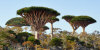 Dragon Trees