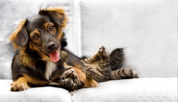 puppy and kitten playing friends