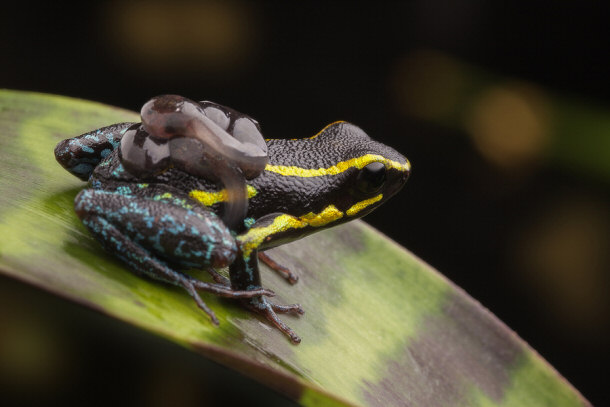 father frog carrying babies tadpoles