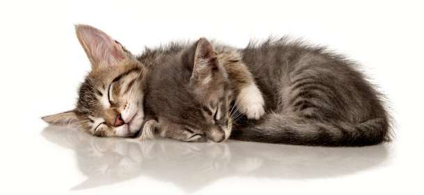 kittens napping and snuggling