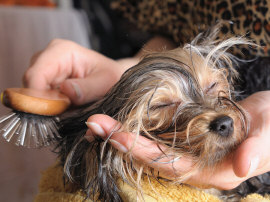 Grooming yorkshire terrier