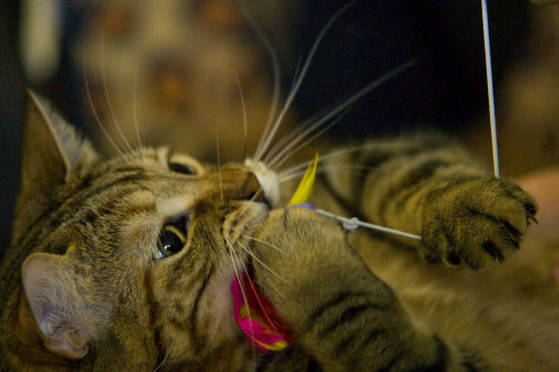 Cat playing with the cat charmer