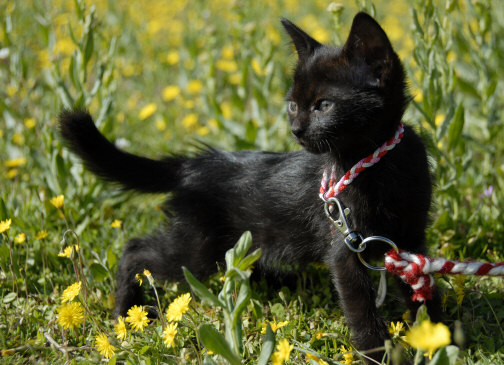 Leash Training Your Cat