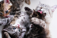 baby kittens