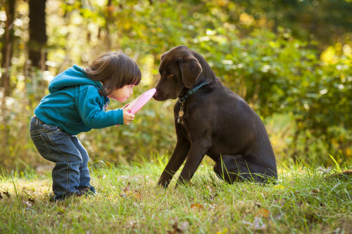 How can you detect that your dog is suffering from heartworm disease