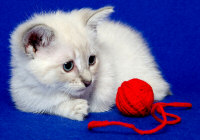 kitten with ball of string