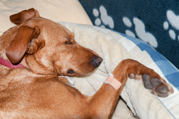 dog being treated for heartworms