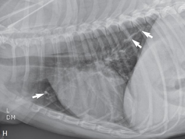 Chest Xrays May Show Signs of Heartworms in Dogs