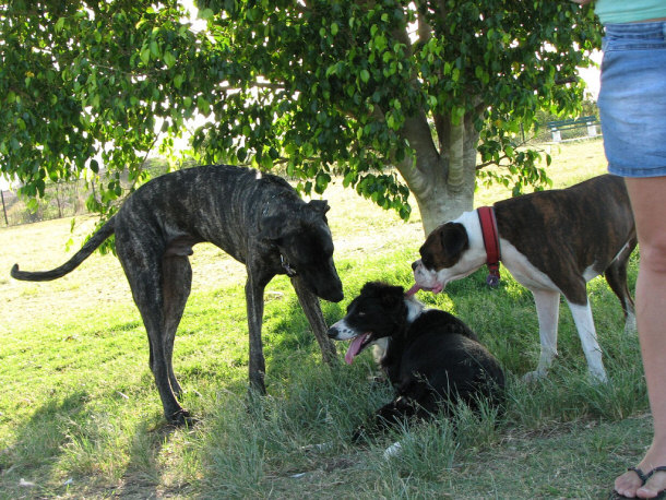 Dogs at Social Event - Sometimes Called Puppy Parties