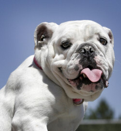 English Bulldog short head