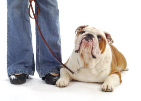 English Bulldog Obediance Training