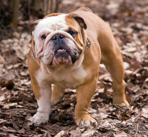 english bulldog hunting