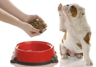 Feeding English Bulldog Puppy