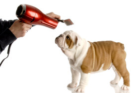 Grooming English Bulldog