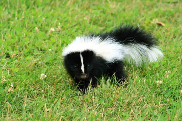 Baby skunk