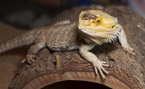 Bearded Dragon