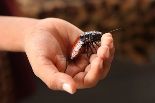 Madagascar Hissing Cockroach