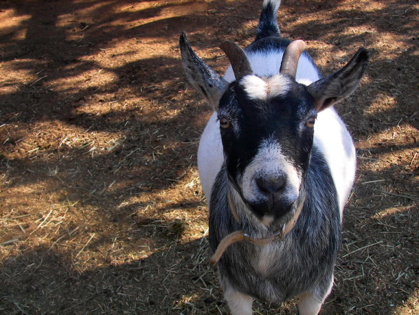 Pygmy Goat