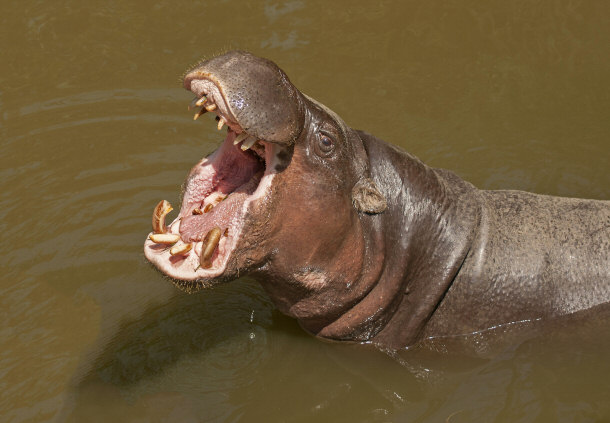 Pygmy Hippopotamus