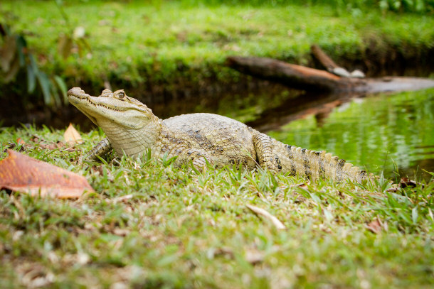 Spectacled Caiman