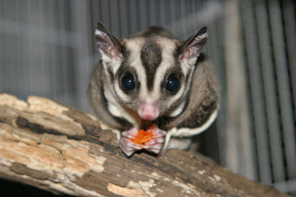 Sugar Glider