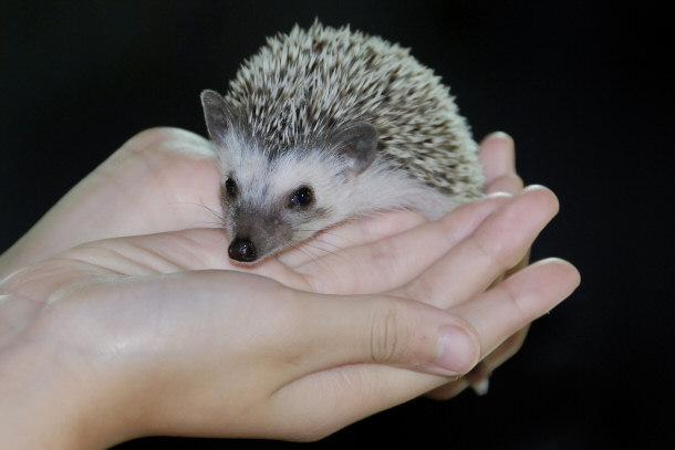 African Pygmy Hedgehog