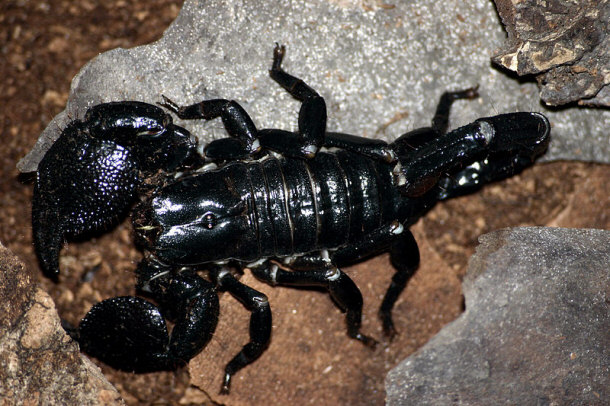 Emperor Scorpion