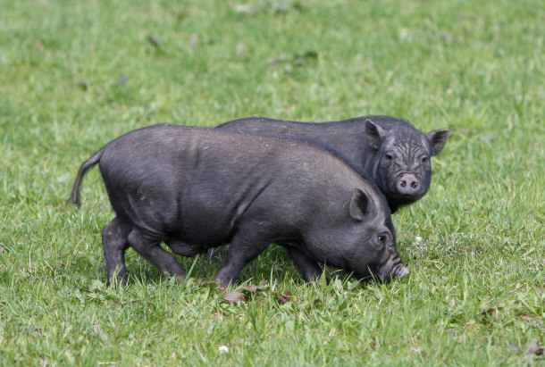 Potbellied Pigs