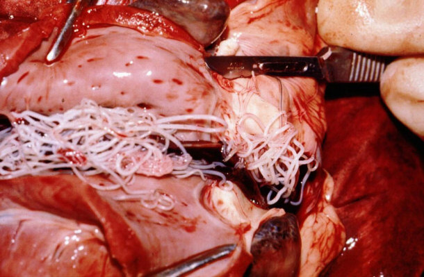 Infected Dog Heart - The White Stringy Things Are Worms