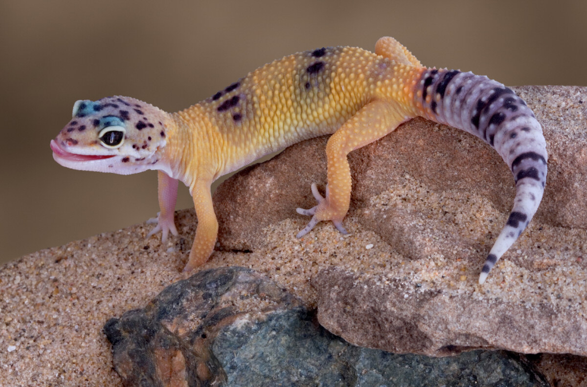 How To Care For a Leopard Gecko