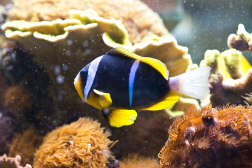 Clarkii Clownfish