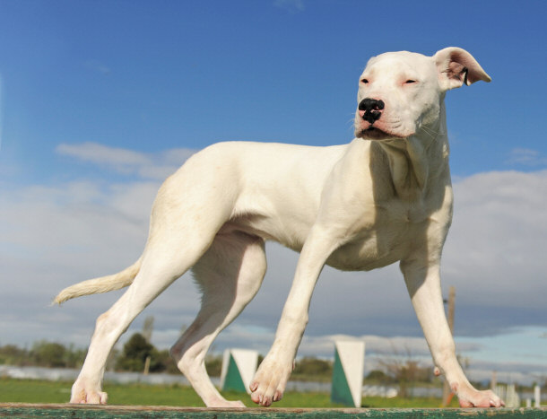 white english mastiff