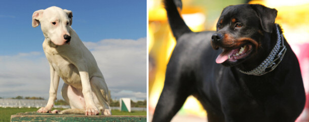 Argentinian mastiff and a Rottweiler