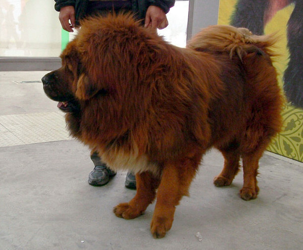 Red Tibetan Mastiff - Big Splash