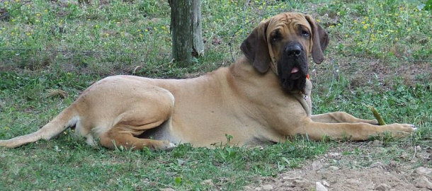 Brazilian Mastiff