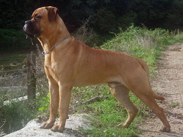 Bullmastiff