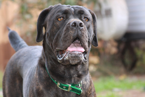 Italian Mastiff