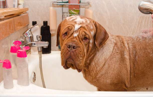 Washing a Mastiff