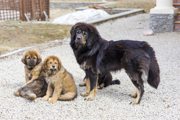 Tibetan Mastiff and his Puppies