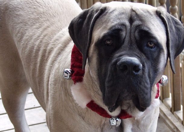 English Mastiff