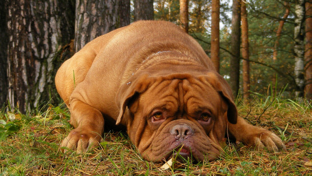 French Mastiff