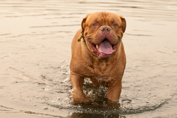 Dogue De Bordeaux (French Mastiff) running in a lake