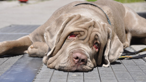 Neapolitan Mastiff