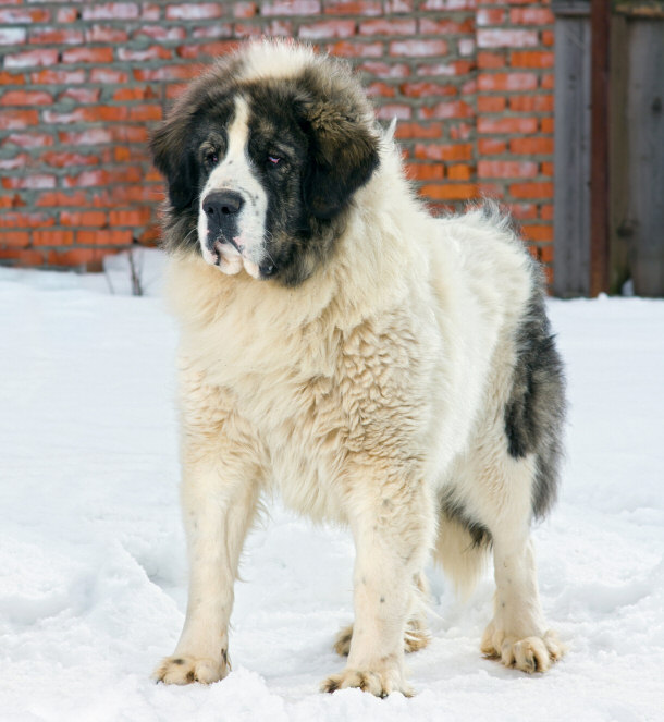 Pyrenean Mastiff