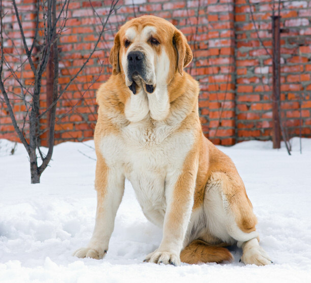 Spanish Mastiff