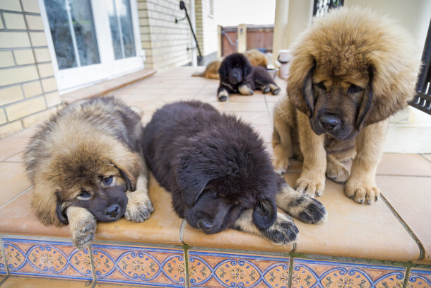 Tibetan Mastiff Puppies