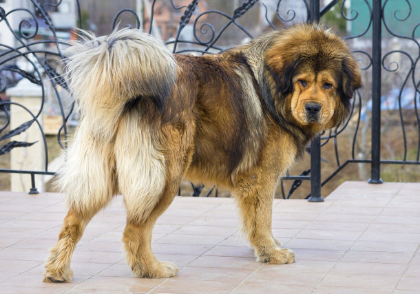 Tibetan Mastiff