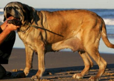 Kush - Longest living Mastiff